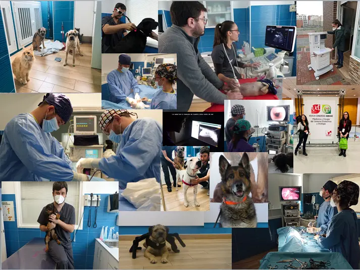 Collage de fotos reales del trabajo en las clínicas: cirugía, ecografía, endoscopia y pacientes