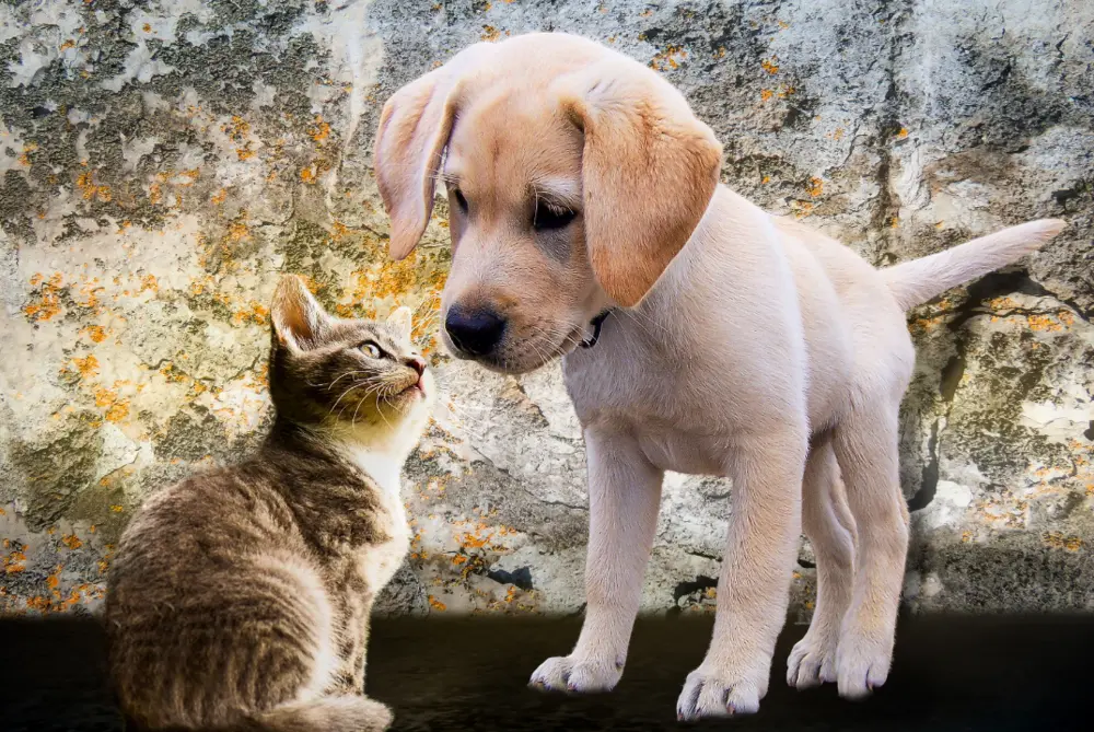 Cachorro de perro y gatito juntos